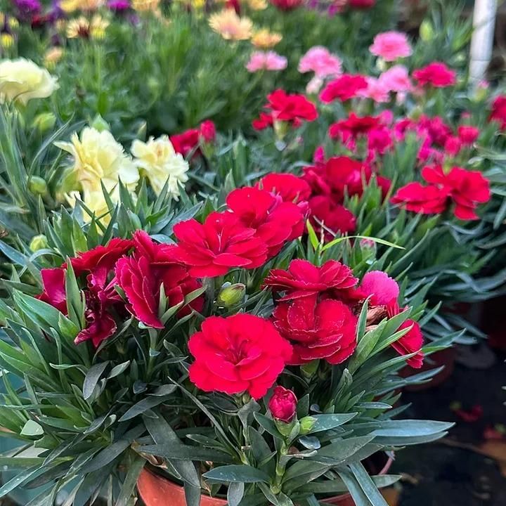 Carnation Flower Seeds + Free 100g Potting Mix | Garden Ready Pack