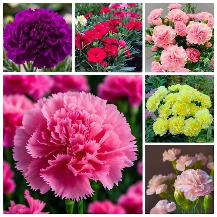 Carnation Flower Seeds + Free 100g Potting Mix | Garden Ready Pack
