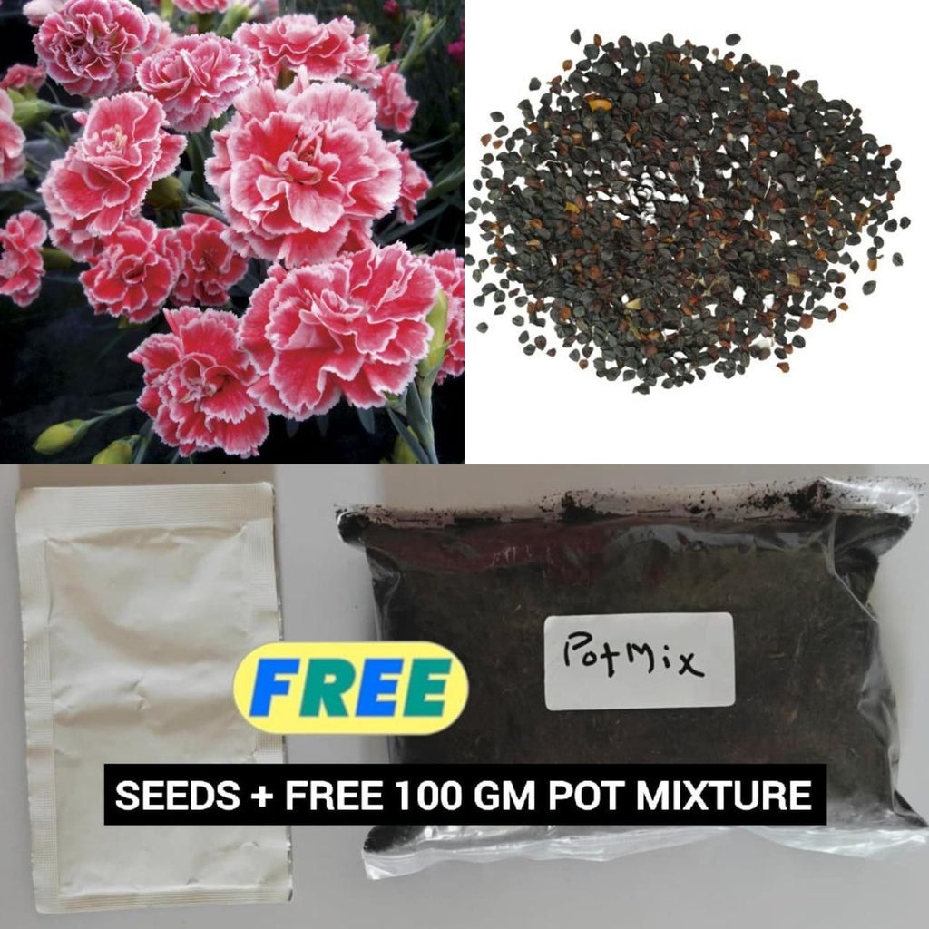 Carnation Flower Seeds + Free 100g Potting Mix | Garden Ready Pack