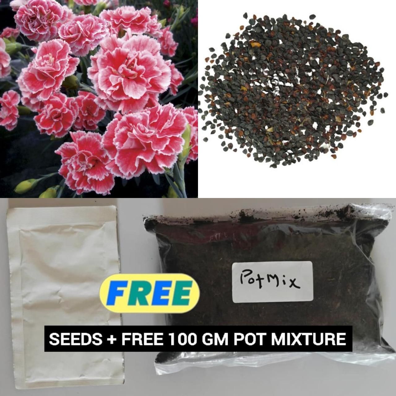 Carnation Flower Seeds + Free 100g Potting Mix | Garden Ready Pack